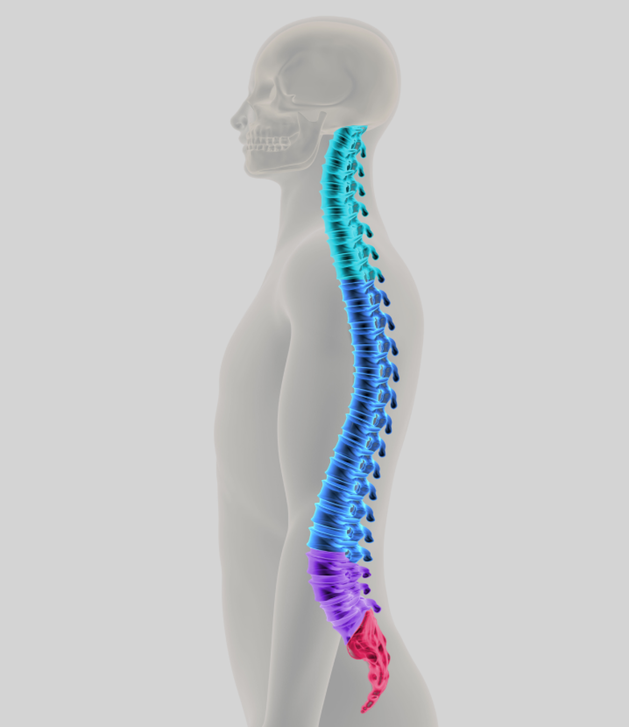 Spinal Anatomy Glossary Dr John Ferguson Spine Surgeon The Spinal Anatomy Glossary Dr John Ferguson Spine Surgeon The